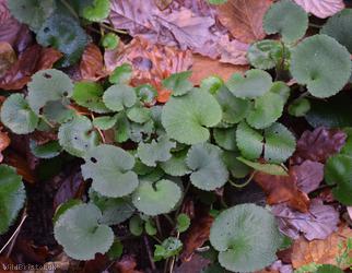 Kidney Saxifrage