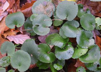Kidney Saxifrage