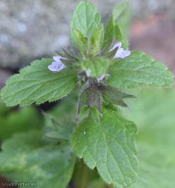 Field Woundwort