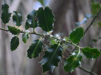 Holly