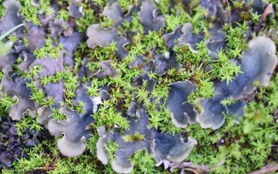 Peltigera hymenina
