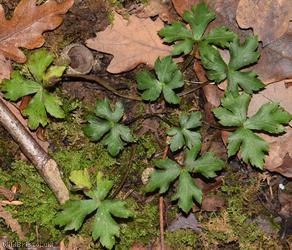 image for Goldilocks Buttercup type 2