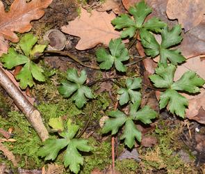Goldilocks Buttercup type 2