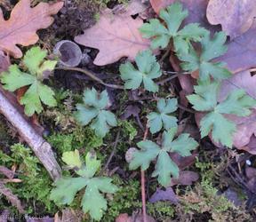 Goldilocks Buttercup type 2