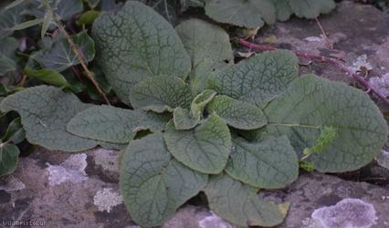 Ploughman's Spikenard