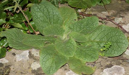 Ploughman's Spikenard