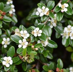 Swedish Cotoneaster