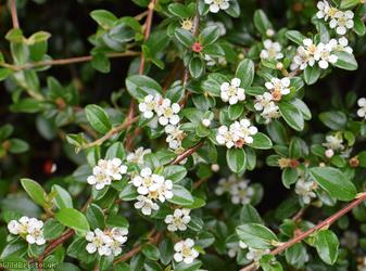 Swedish Cotoneaster