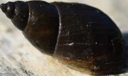 image for Dusky Marsh Snail