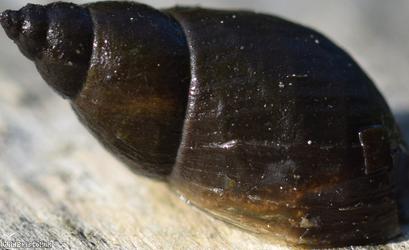 Dusky Marsh Snail