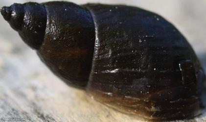 Dusky Marsh Snail