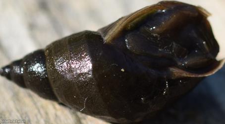 Dusky Marsh Snail