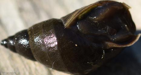 Dusky Marsh Snail