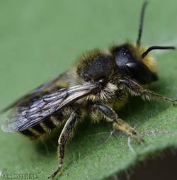 Patchwork Leafcutter Bee