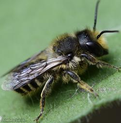 Patchwork Leafcutter Bee