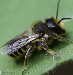 Patchwork Leafcutter Bee