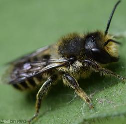 Patchwork Leafcutter Bee