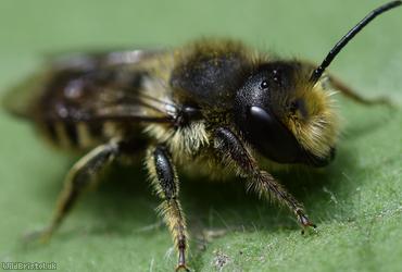 Patchwork Leafcutter Bee