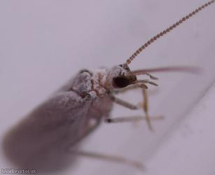 Coniopteryx Unidentified