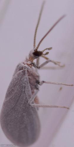 Coniopteryx Unidentified