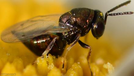 Chalcid Wasp Unidentified 9
