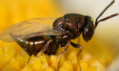 Chalcid Wasp Unidentified 9