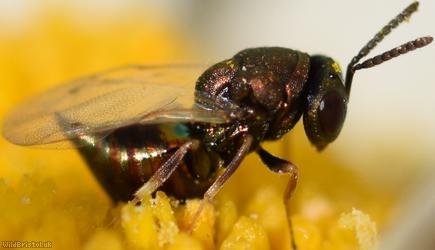 Chalcid Wasp Unidentified 9