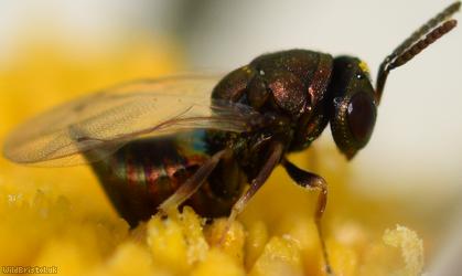 Chalcid Wasp Unidentified 9