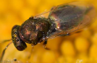 Chalcid Wasp Unidentified 9