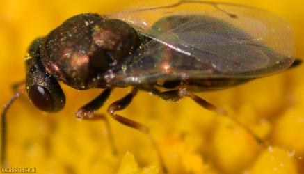 Chalcid Wasp Unidentified 9