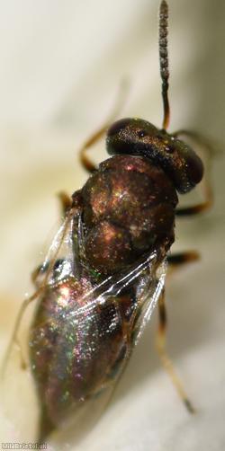 Chalcid Wasp Unidentified 9