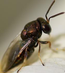 Pteromalus Unidentified 1