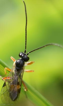 image for Olesicampe Unidentified 2