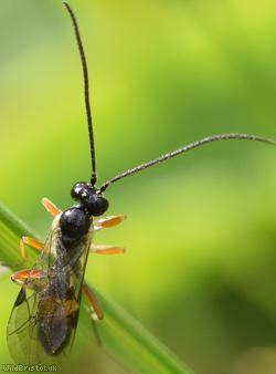 Olesicampe Unidentified 2