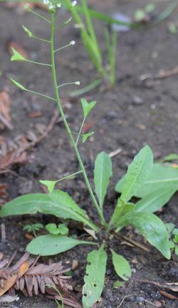 image for Shepherd's-purse type 61