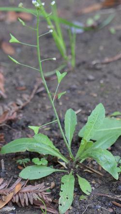 Shepherd's-purse type 61