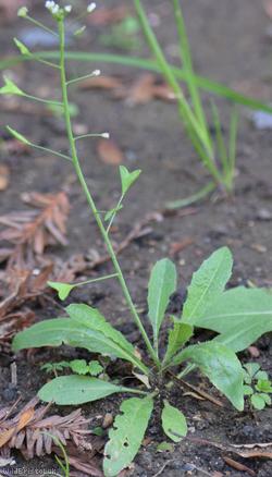 Shepherd's-purse type 61