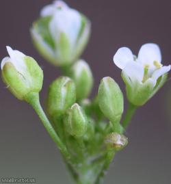 Shepherd's-purse type 61