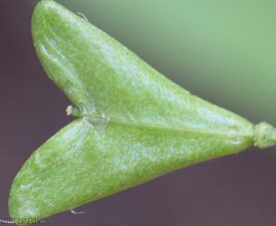 Shepherd's-purse type 61