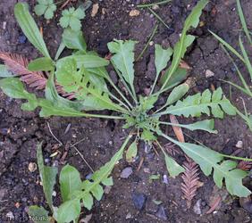 image for Shepherd's-purse type 60