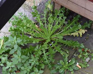 image for Beaked Hawk's-beard type 2