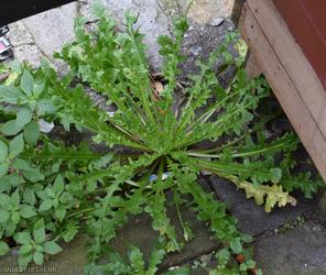 Beaked Hawk's-beard type 2