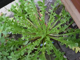 Beaked Hawk's-beard type 2