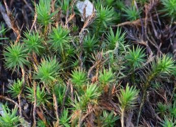 Bank Haircap Moss