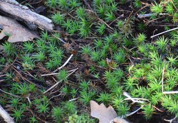 Bank Haircap Moss