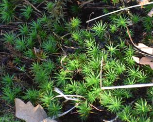 Bank Haircap Moss