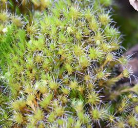 image for Heath Star Moss