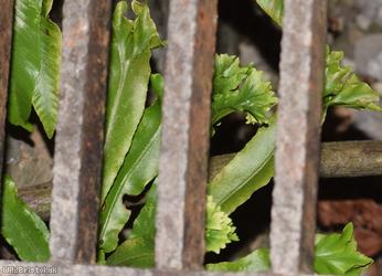Hart's-tongue Fern