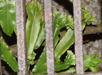 Hart's-tongue Fern