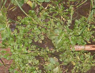 Shepherd's-purse type 62